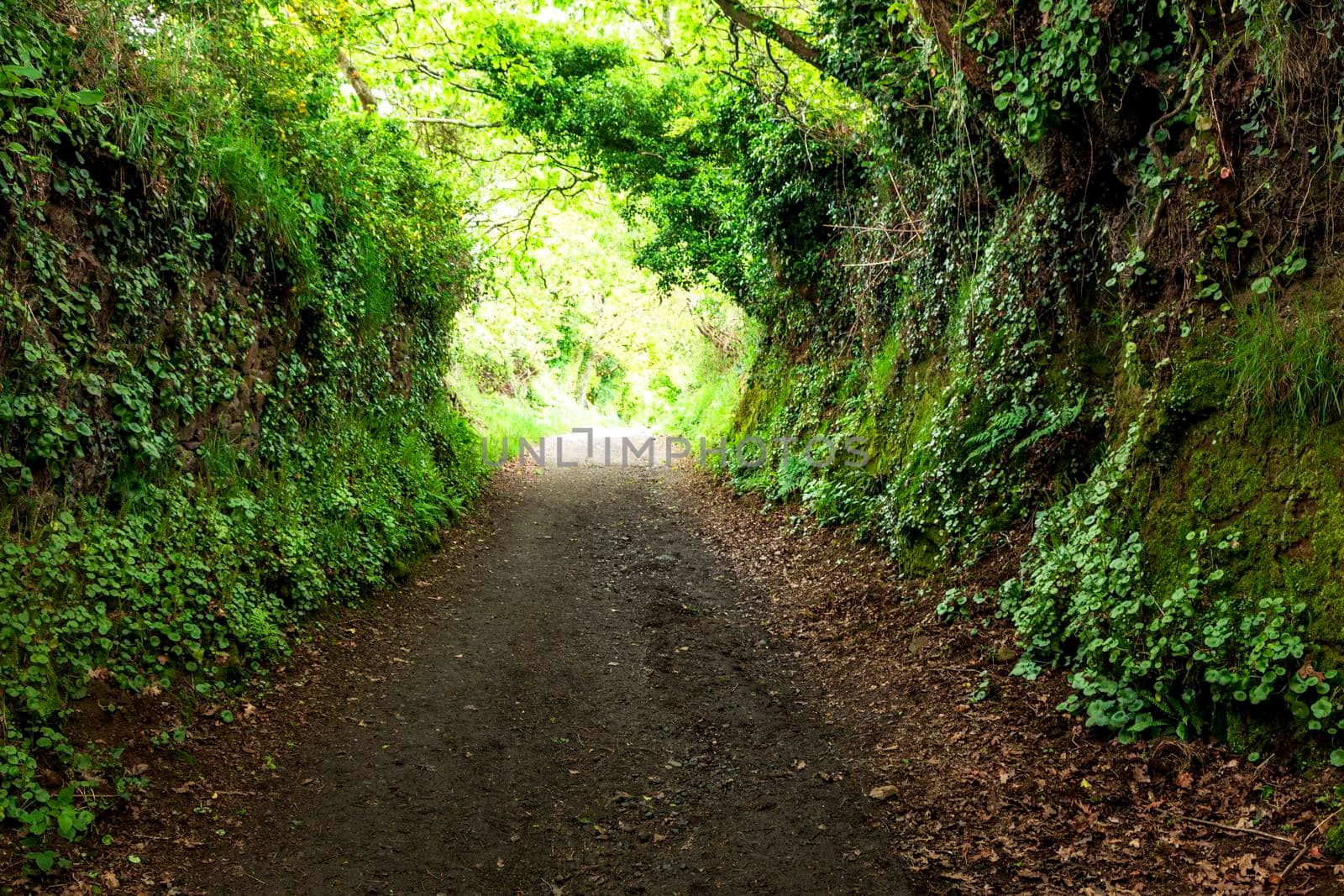 Dirt road through dark forest in northern Spain