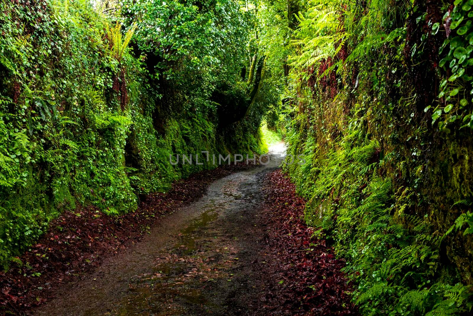 Dirt road through dark forest in northern Spain