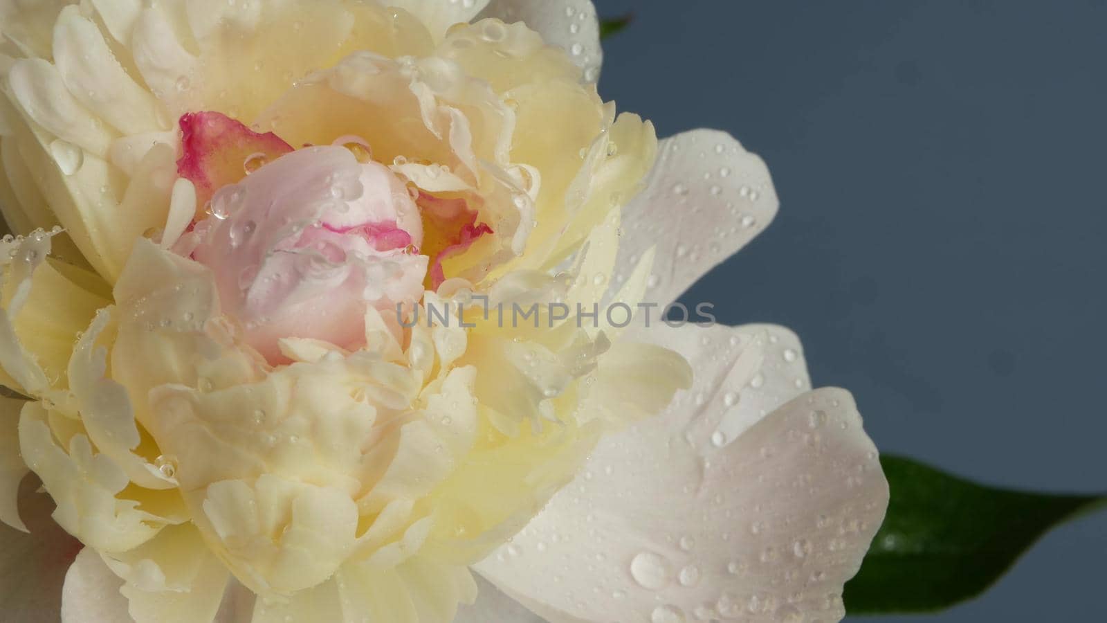 Peony flowers spring bloom, floral blossom. Spring botanical flora inflorescence by DogoraSun