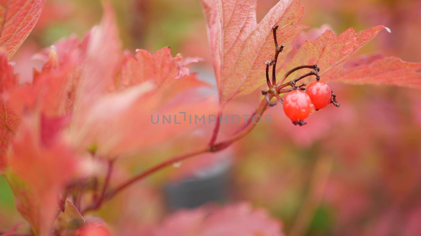 Red autumn guelder rose leaves, wild viburnum berry fall leaf in rainy forest or woods. Wet leafage in september, october or november. Seasonal foliage in moist woodland. Small water drops or droplets