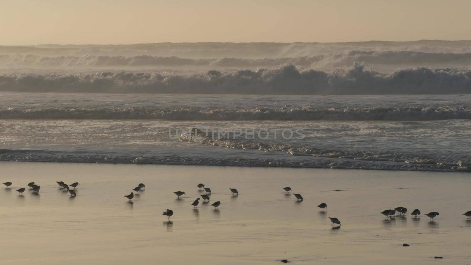 Ocean waves and sandpiper birds run on beach, small sand piper plover shorebird. by DogoraSun