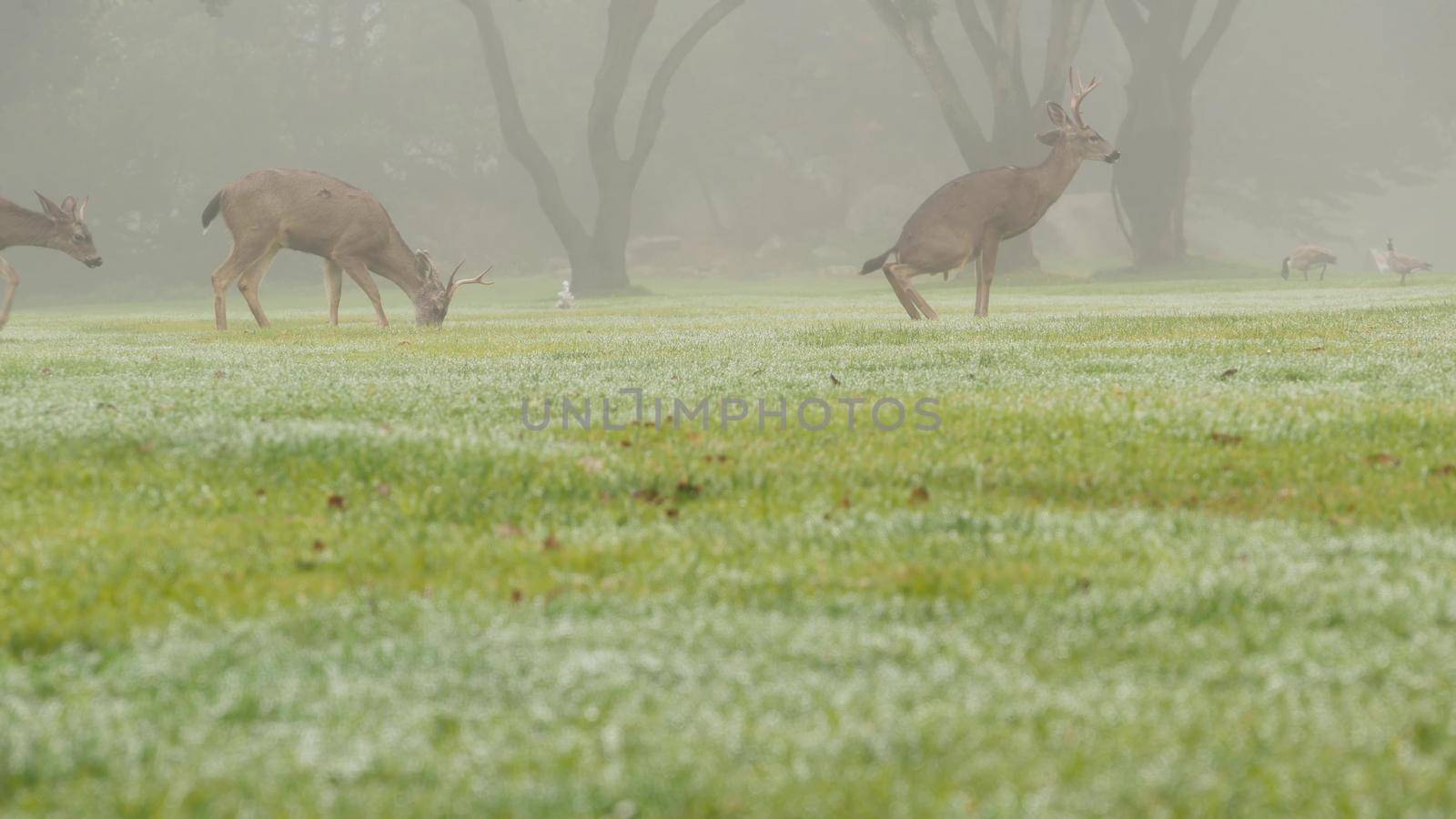 Wild deer defecating or peeing while grazing on green lawn, foggy forest trees. Young animal pooping or pissing on grass. Mammal defecation in nature. Digestive system. Funny pose or comic posture.