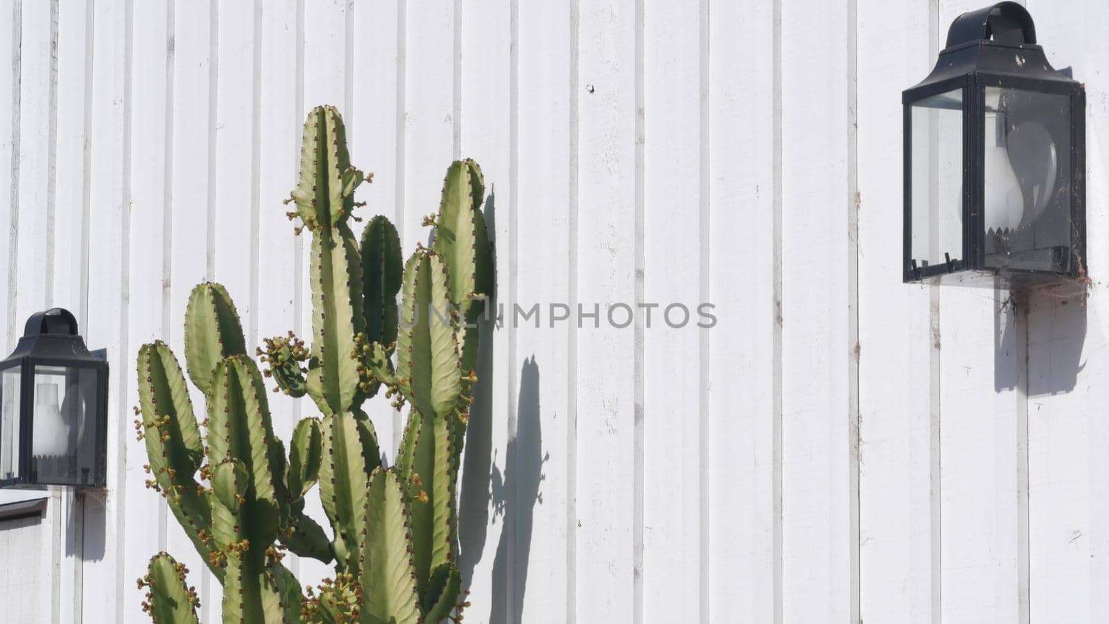 Green succulent cactus plant, white wooden wall with retro lantern, mexican vintage in California, USA. Tall cacti in sunlight, rural provincial ranch or homestead. Cactaceae in wild west countryside.