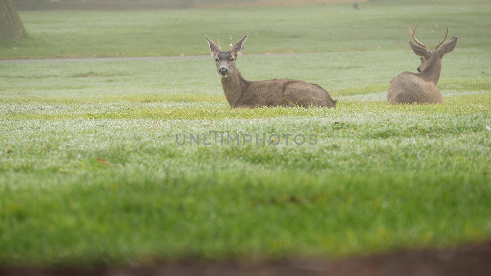 Two wild deers male with antlers and female grazing on green lawn in foggy weather. Couple or pair of animals on grass, Monterey wildlife, California nature, USA. Herbivore hoofed mammals with horns.