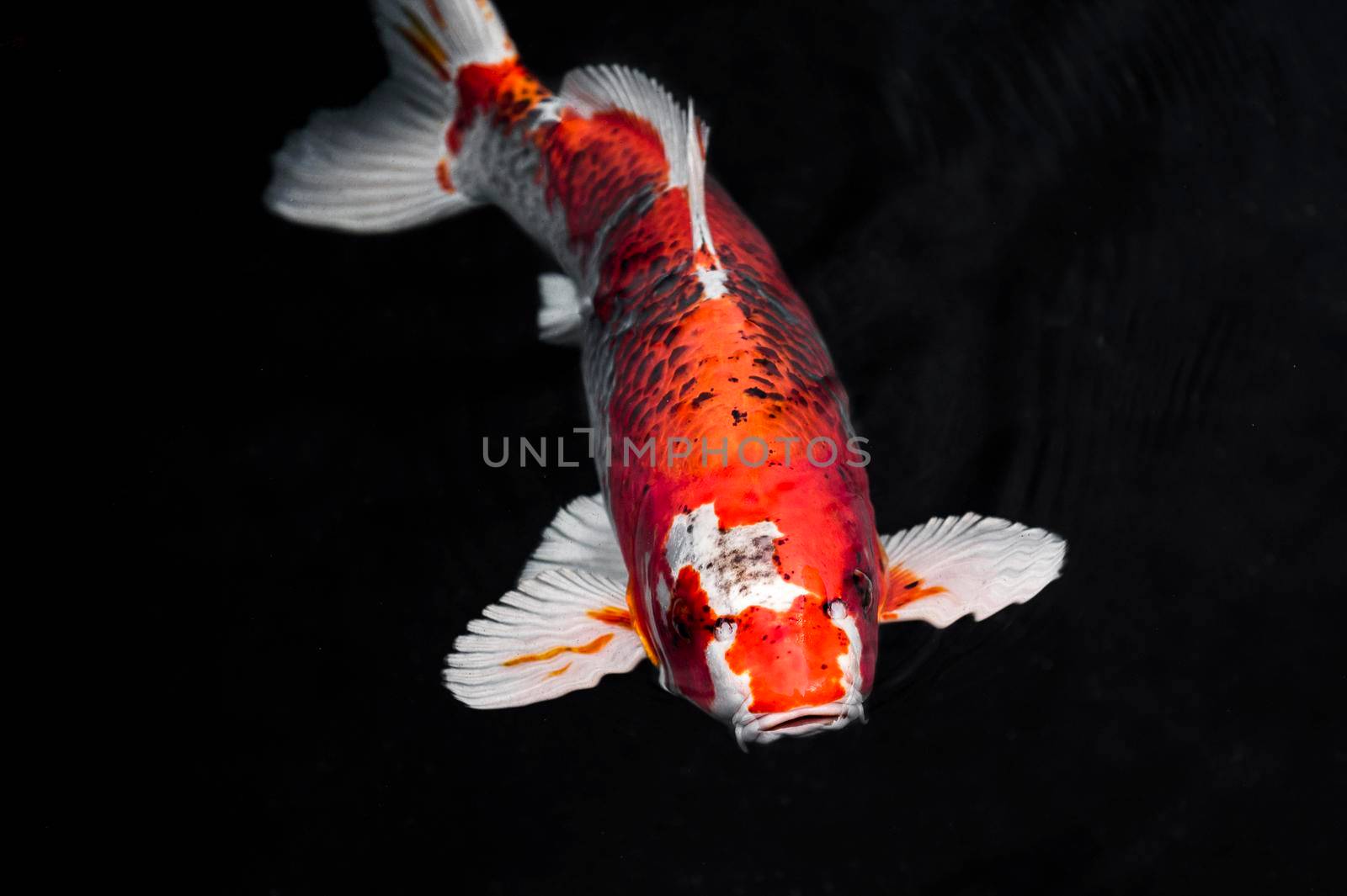 top view colorful koi fishes