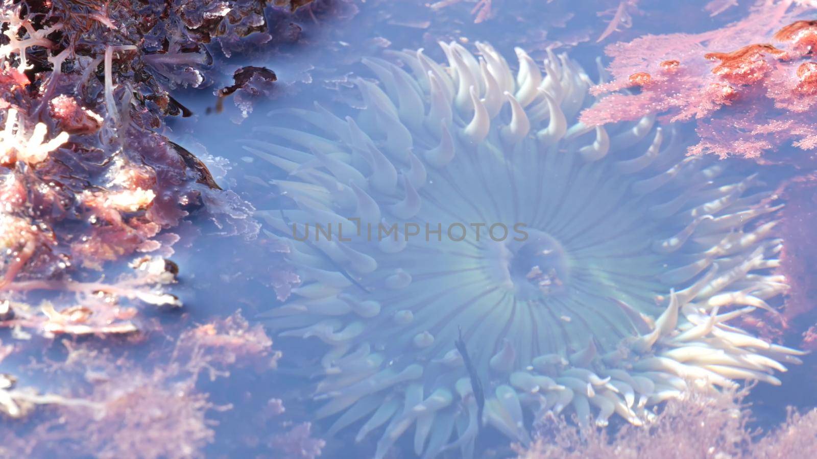 Sea anemone tentacles in tide pool water, anemones in tidepool. Actiniaria polyp by DogoraSun