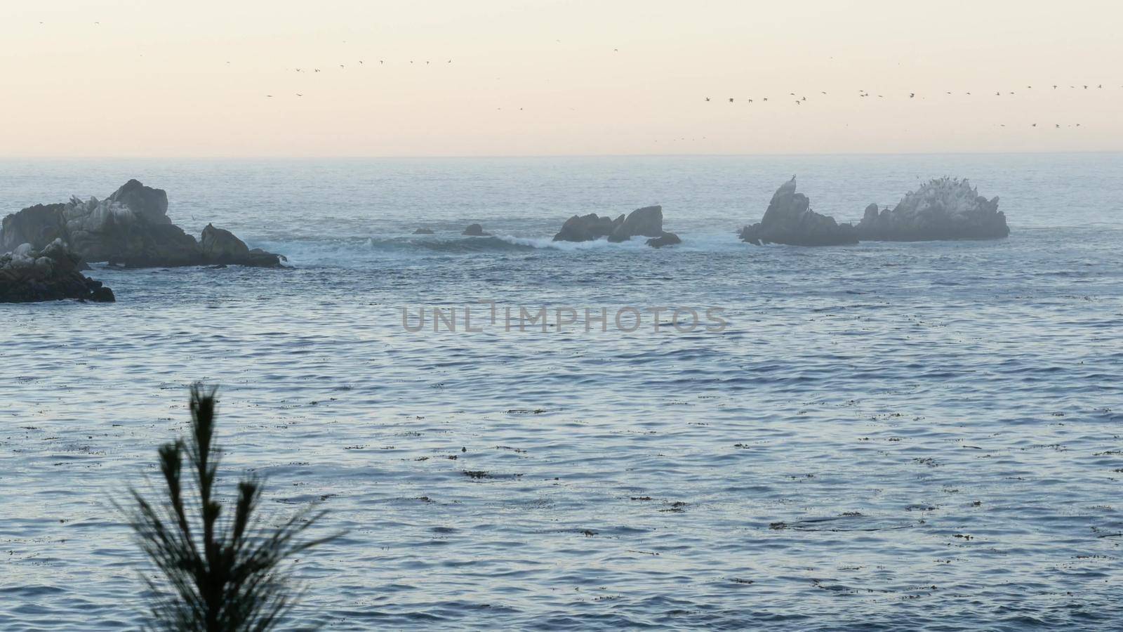Flock of brown pelicans on cliff, rocky island in ocean, Point Lobos landscape, Monterey wildlife, California coast, USA. Group of migratory birds flying. Many pelecanus at sunset, wild animals colony