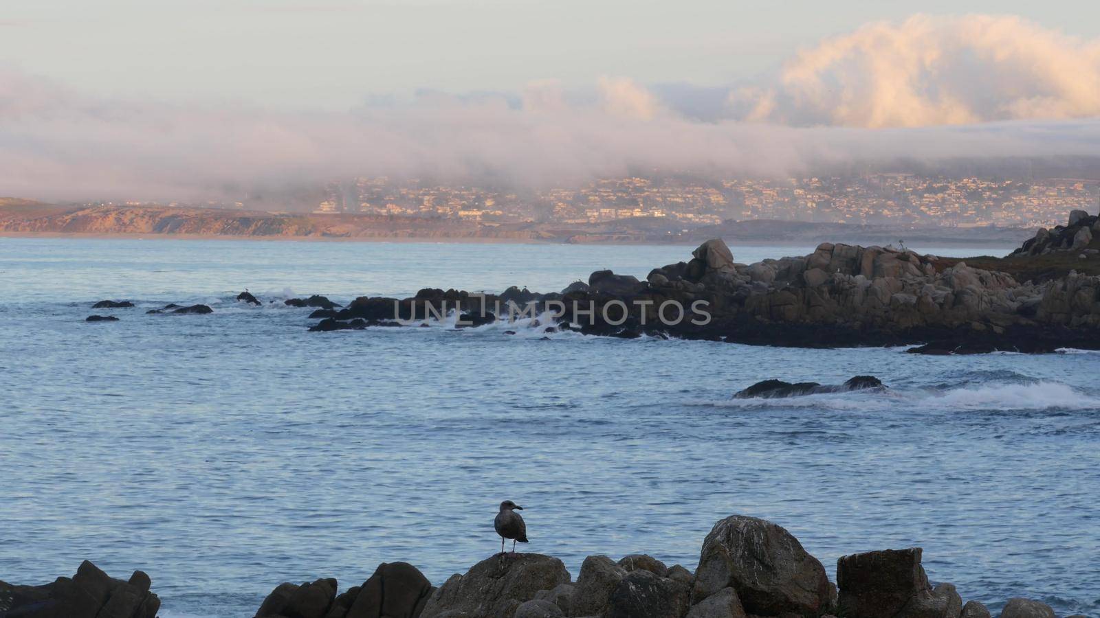 Rocky craggy ocean beach, calm sea waves by shore, Monterey bay, 17-mile drive seascape, California coast nature, USA. Beachfront waterfront Pacific Grove, waterside promenade at sunset. Seagull bird.