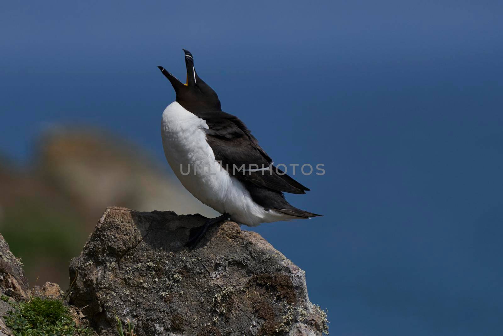 Razorbill (Alca torda) on the cliffs of Skomer Island off the coast of Pembrokeshire in Wales, United Kingdom.