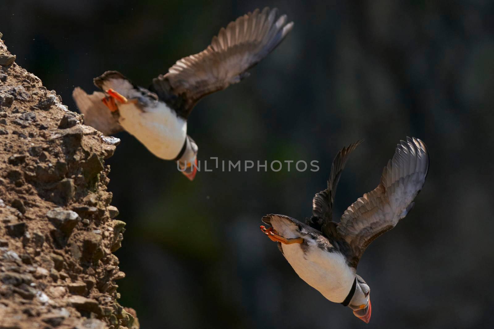 Puffin (Fratercula arctica) launching off a cliff on the coast of Skomer Island in Pembrokeshire, Wales, United Kingdom