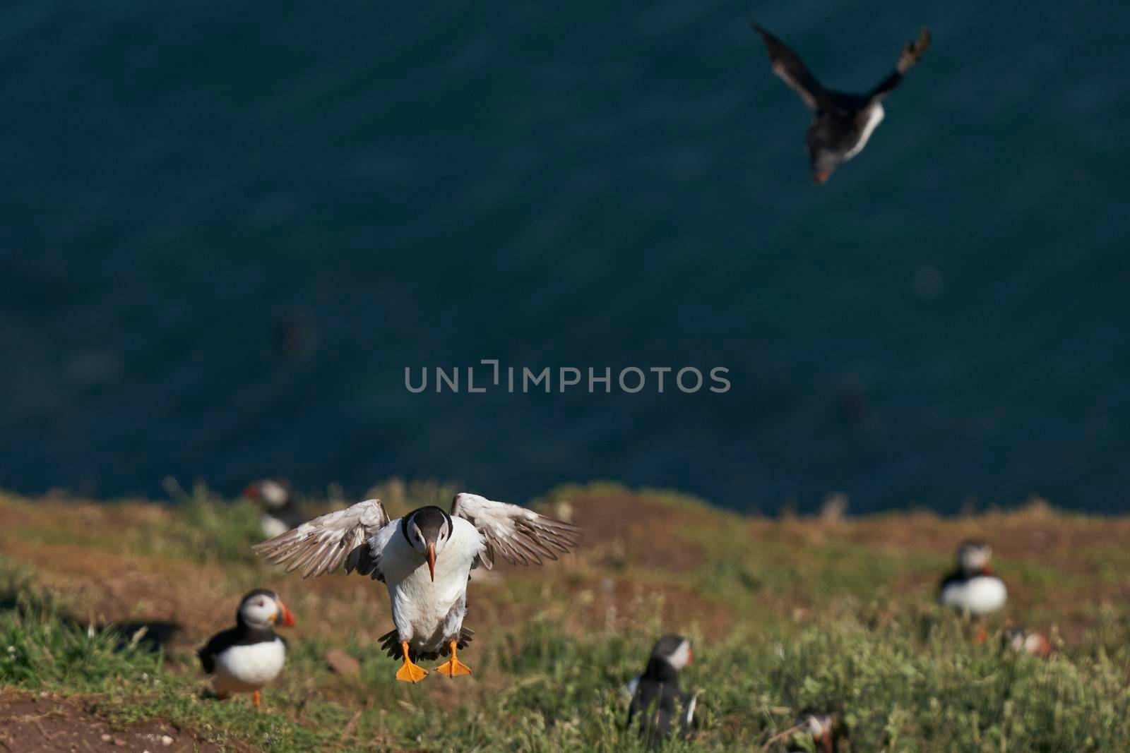 Puffin (Fratercula arctica) landing on Skomer Island in Pembrokeshire in Wales, United Kingdom