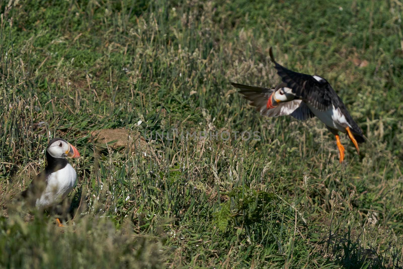 Puffin (Fratercula arctica) landing on Skomer Island in Pembrokeshire in Wales, United Kingdom