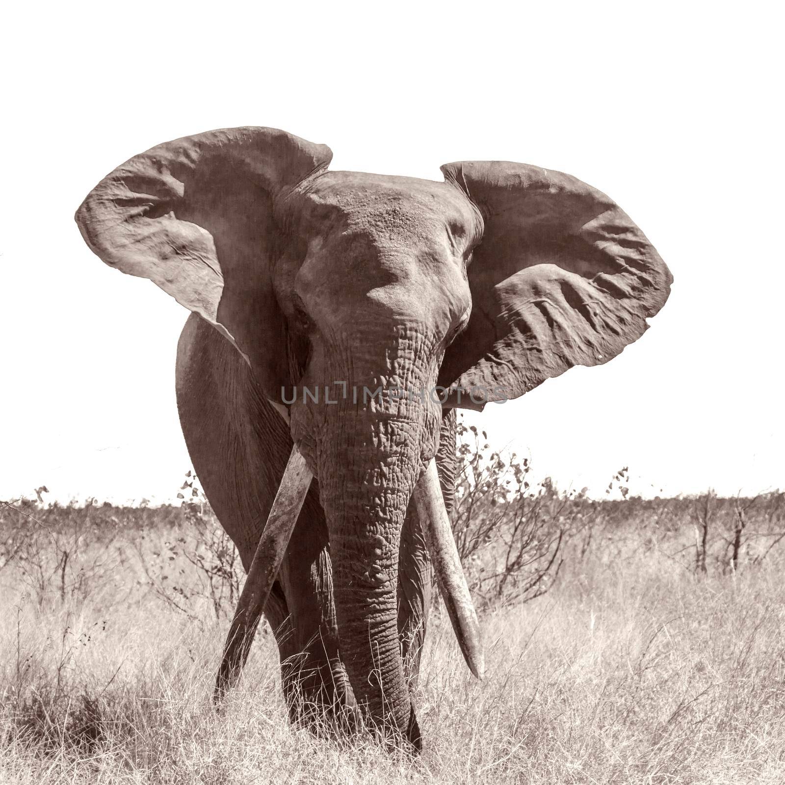 African bush elephant in Kruger National park, South Africa by PACOCOMO