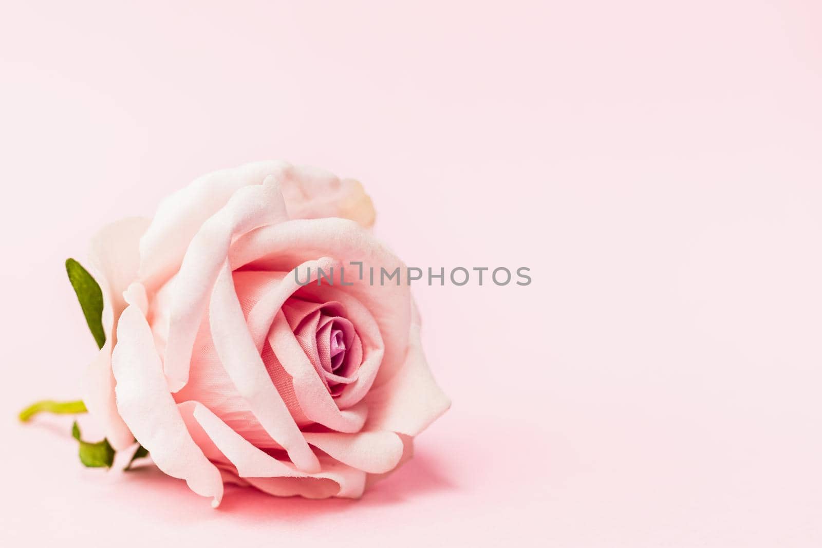 Artificial sweet pink rose with copy space on pink background for Valentine's day and love concept