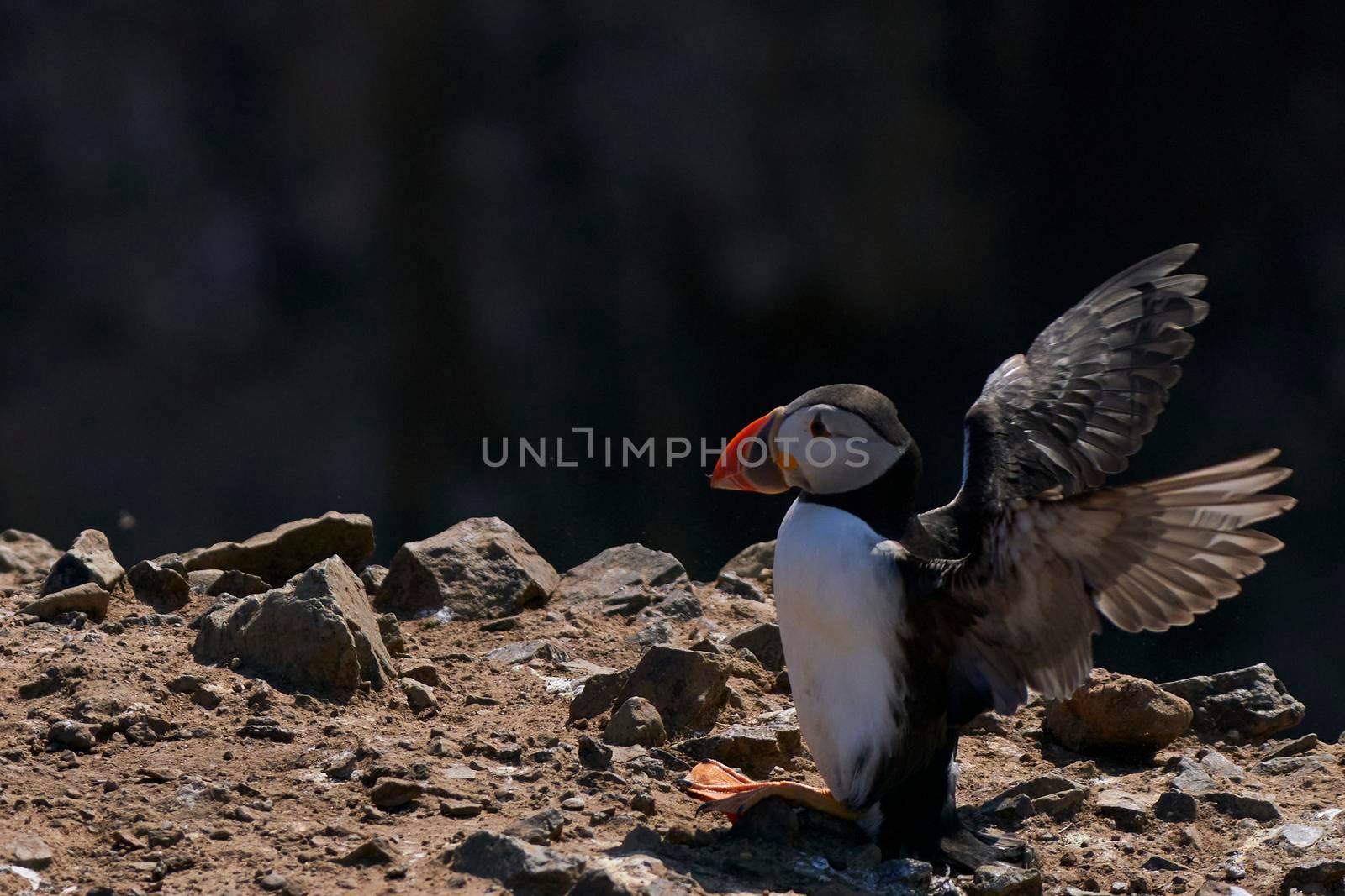 Puffin (Fratercula arctica) landing on Skomer Island in Pembrokeshire in Wales, United Kingdom