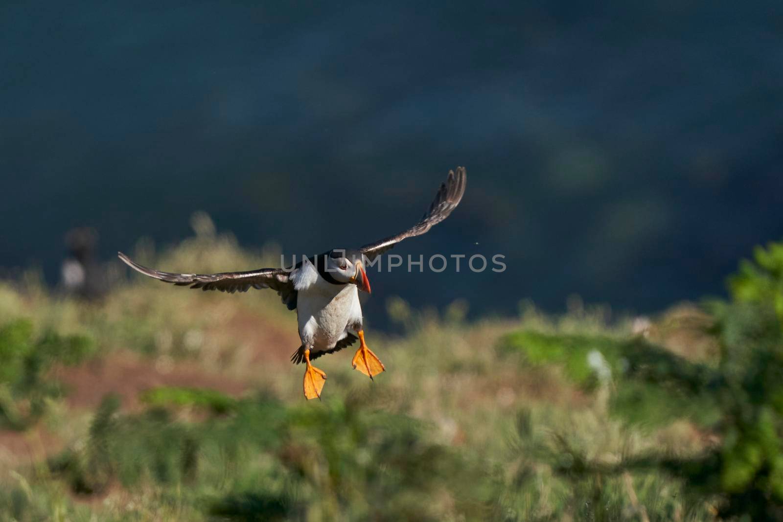 Puffin (Fratercula arctica) landing on Skomer Island in Pembrokeshire in Wales, United Kingdom