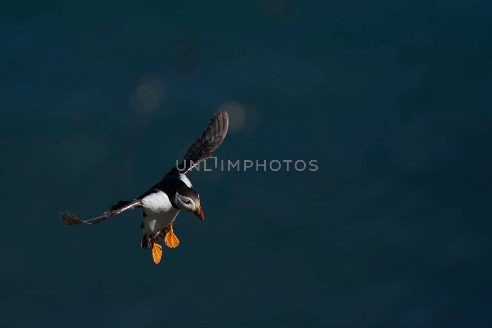 Puffin (Fratercula arctica) landing on Skomer Island in Pembrokeshire in Wales, United Kingdom