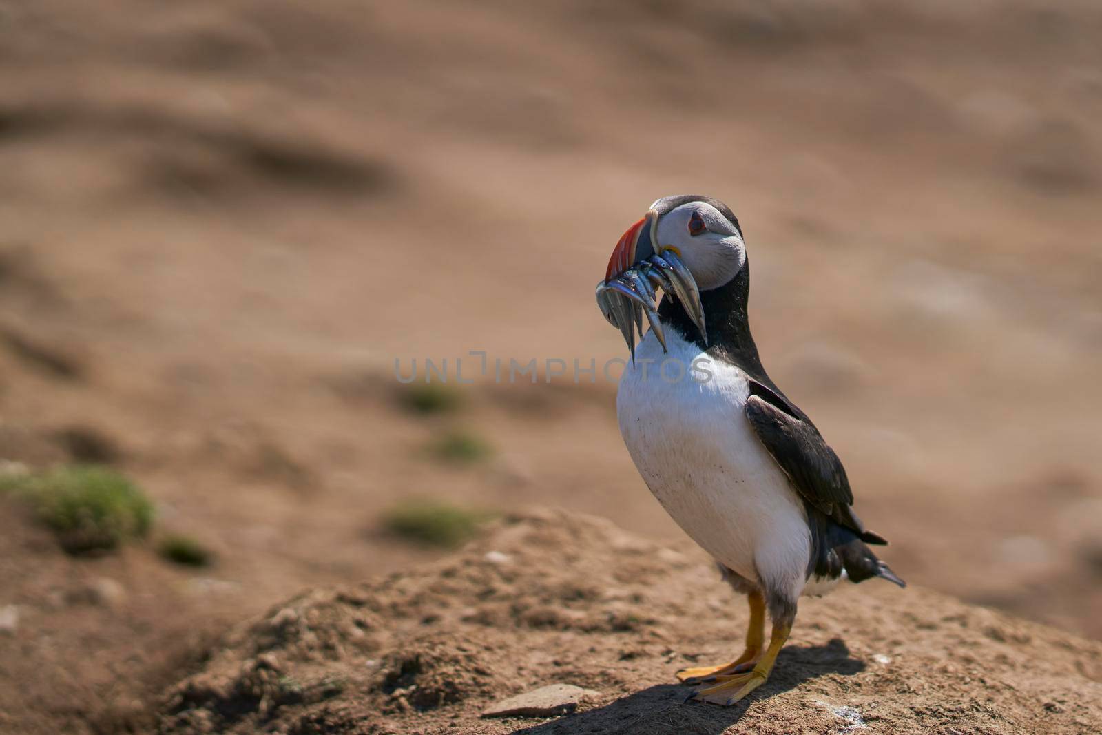 Puffin with fish in beak by JeremyRichards