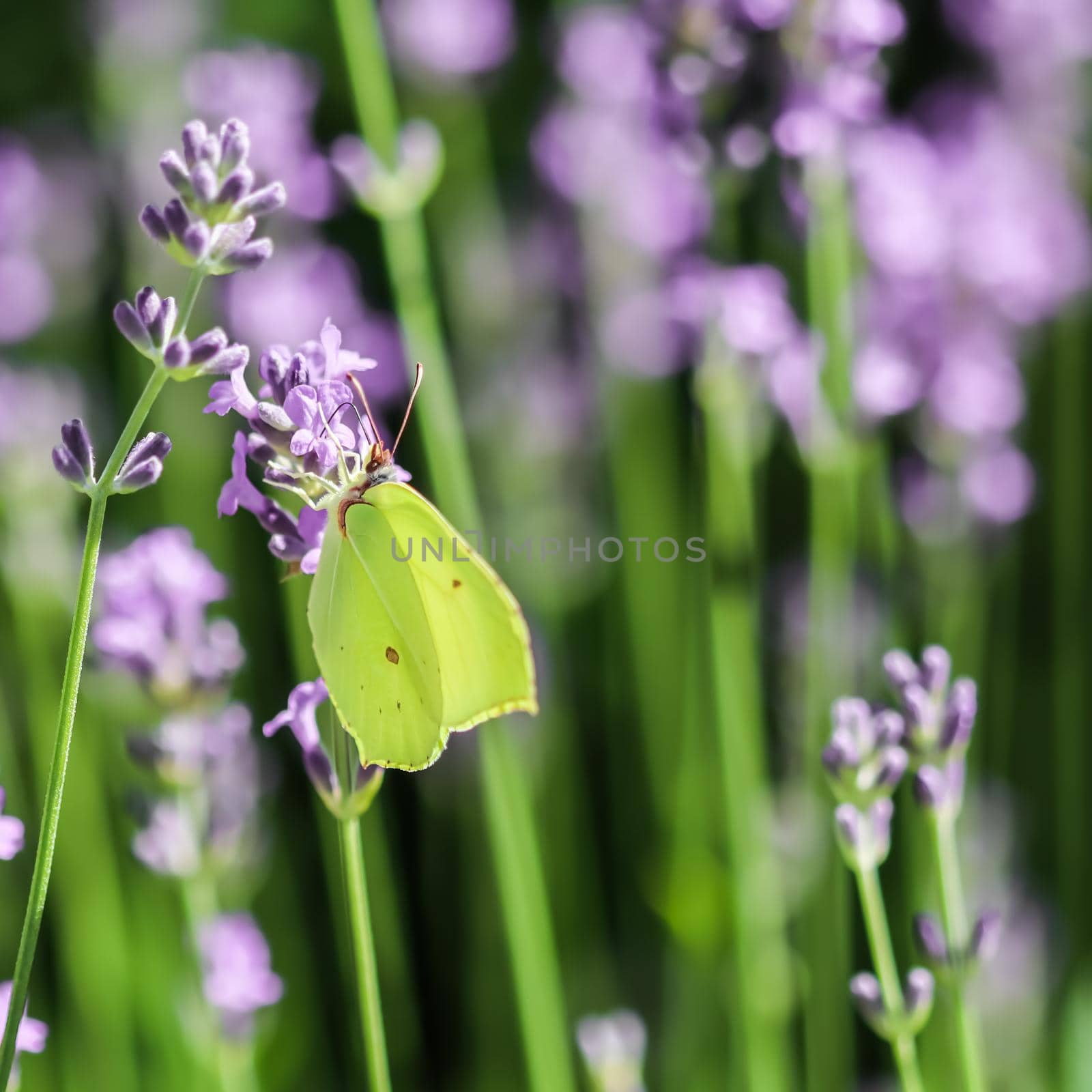 Beautiful yellow Gonepteryx rhamni or common brimstone butterfly on a purple lavender flower by Olayola