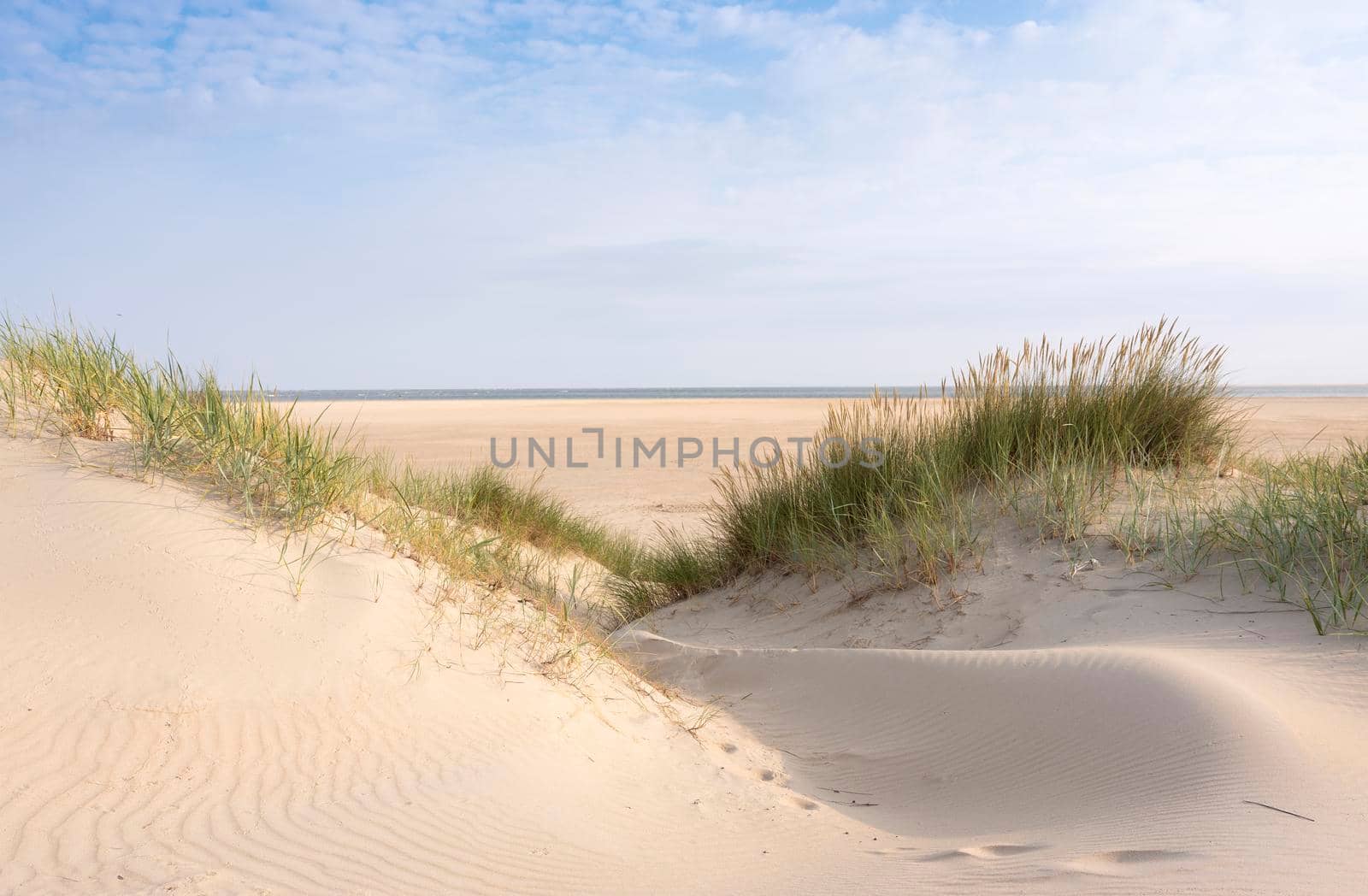 dunes with marram grass and empty beach on dutch island of texel on sunny day with blue sky in summer