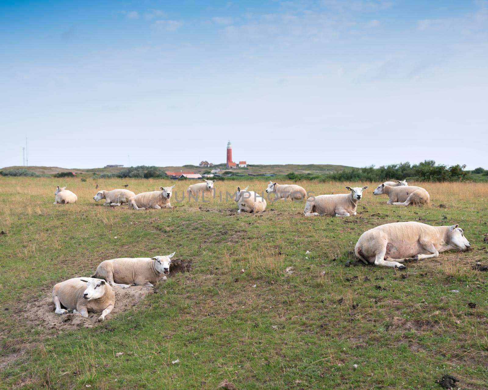 sheep in grass on dike near de cocksdorp and lighthouse on dutch island of texel in the netherlands by ahavelaar