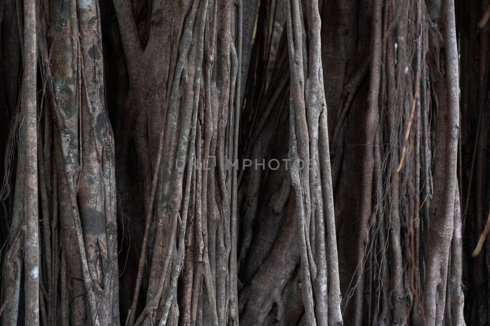 Bayan tree aerial roots by snep_photo