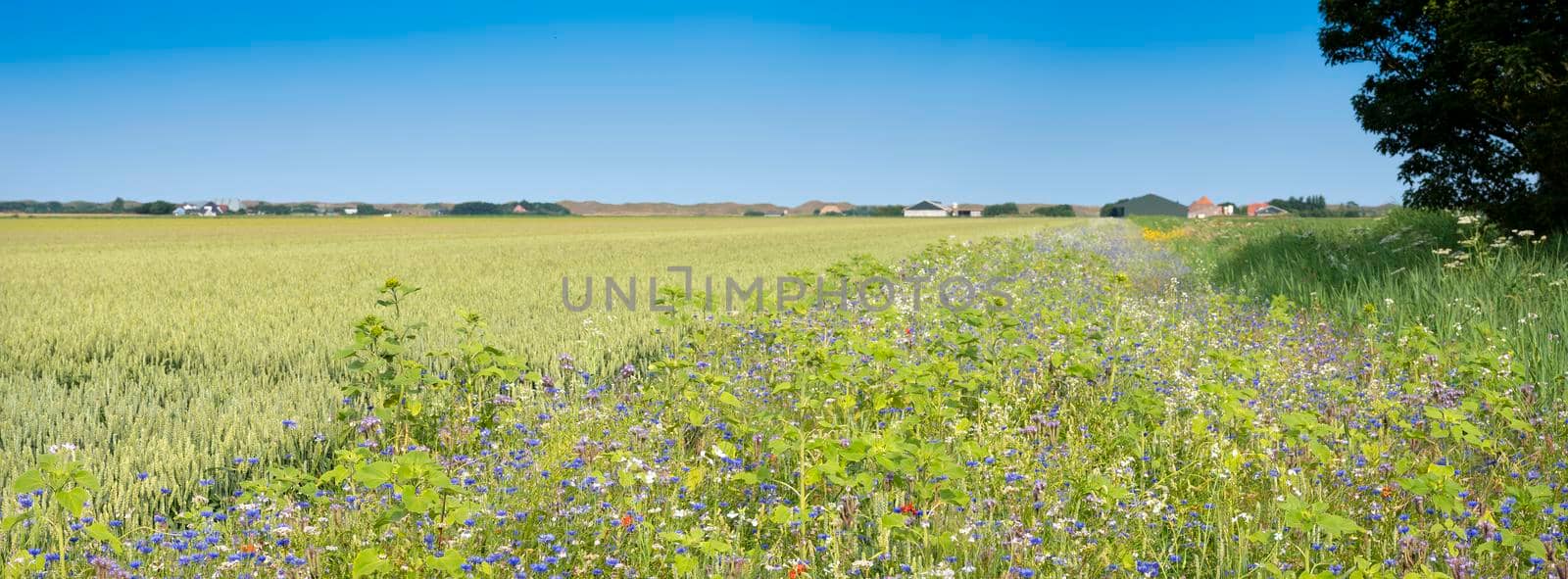 corn field and summer flowers under blue sky on the dutch island of texel under blue summer sky in the netherlands
