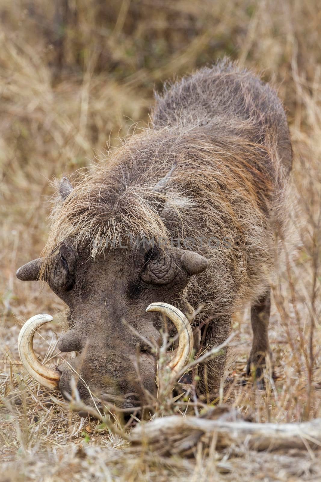 common warthog in Kruger National park, South Africa ; Specie Phacochoerus africanus family of Suidae