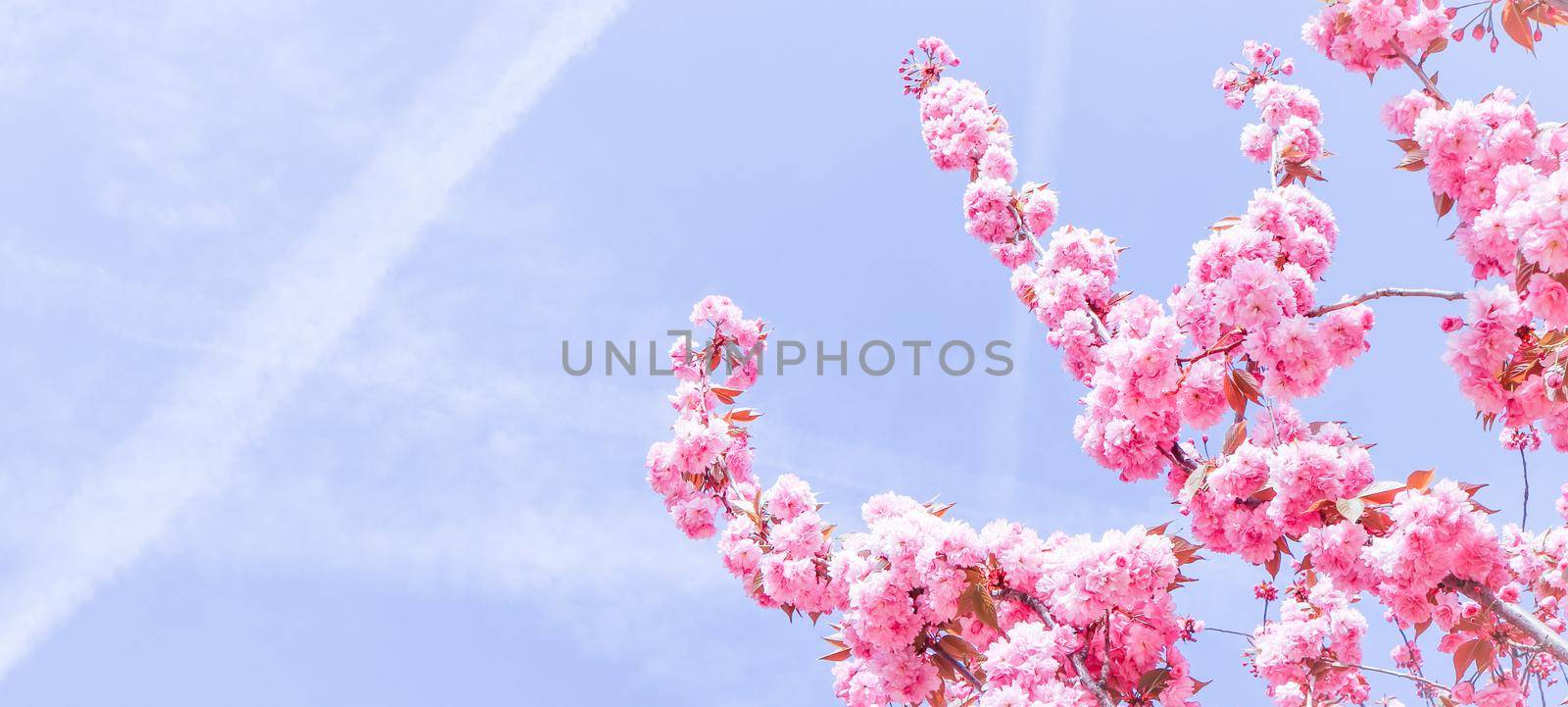 Beautiful sakura or cherry trees with pink flowers in spring against blue sky by Olayola