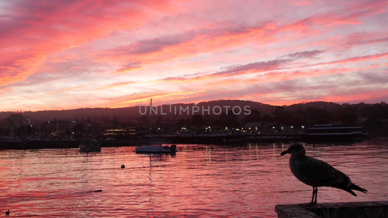 Seagull bird, fishermans wharf pier, yacht sail boats in Monterey marina, sunset by DogoraSun