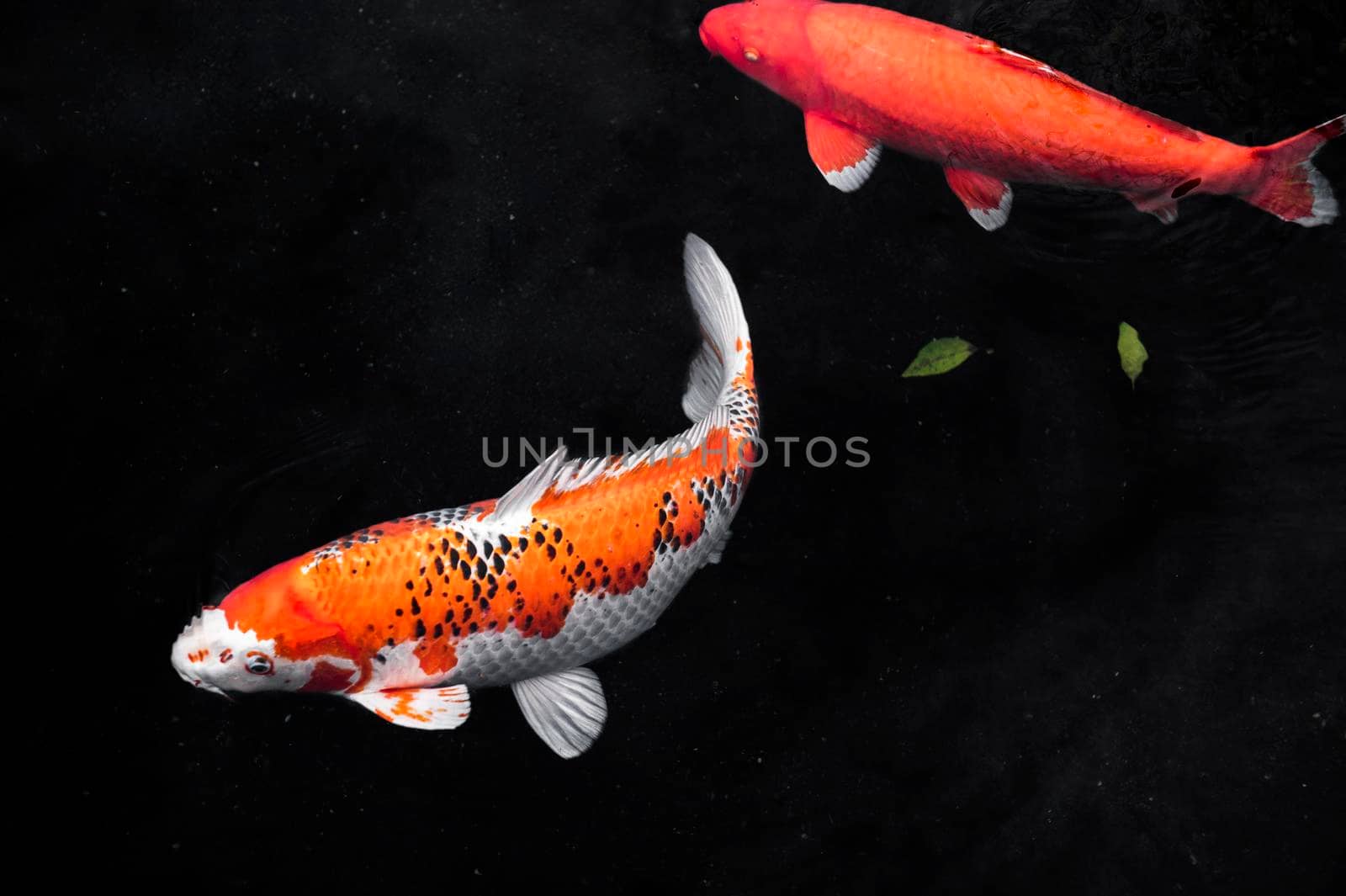 top view colorful koi fishes4 by Zahard
