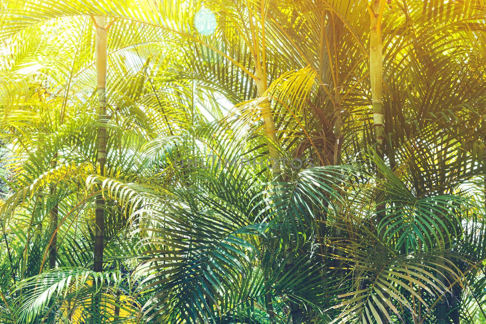 sunny jungle