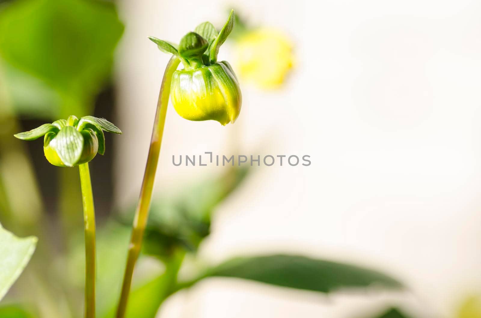 Beautiful garden flower with a blurred background, , macro. From series "Flowers in nature"