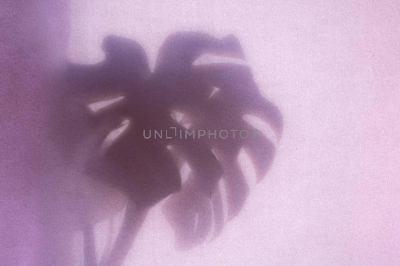The shadow of a tropical monstera leaf on a lilac background.