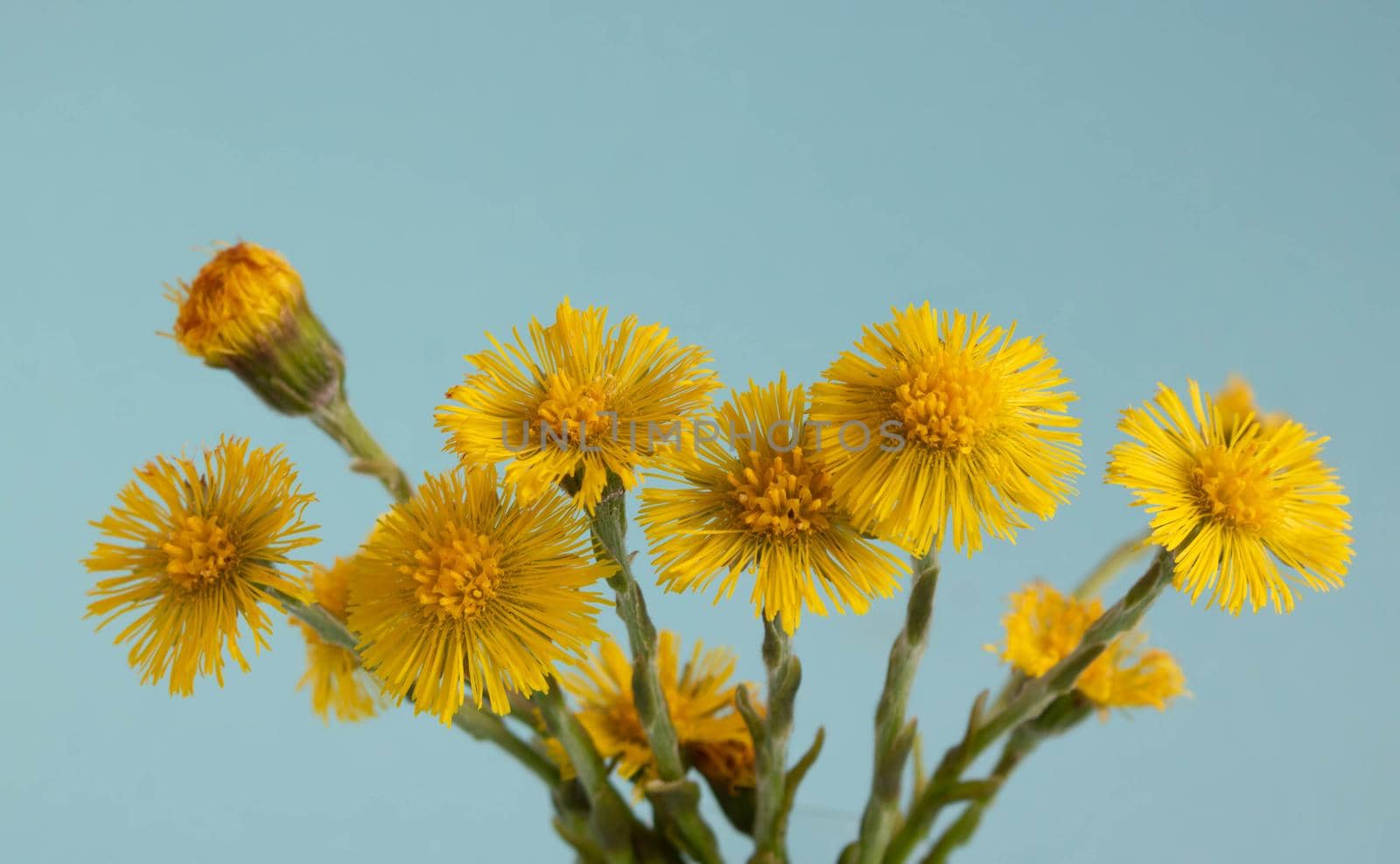 Spring young yellow flowers of mother-and-stepmother close-up on a blue background.