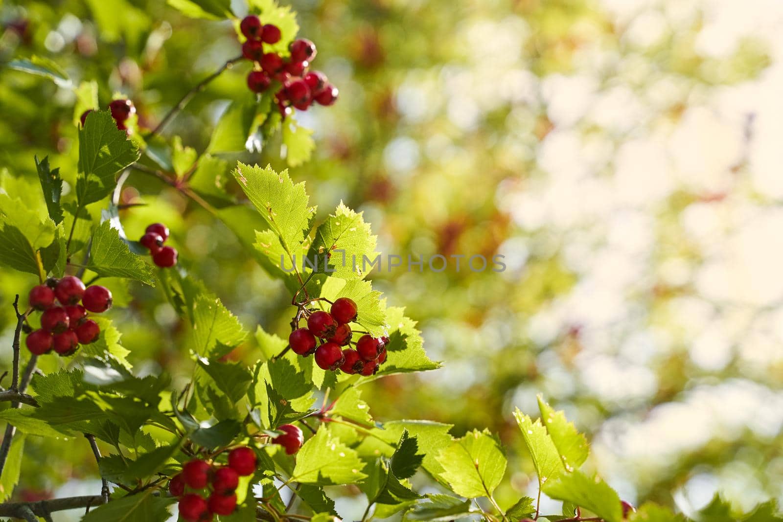 Autumn, fall banner with Rowan branches in sunset rays, copy space