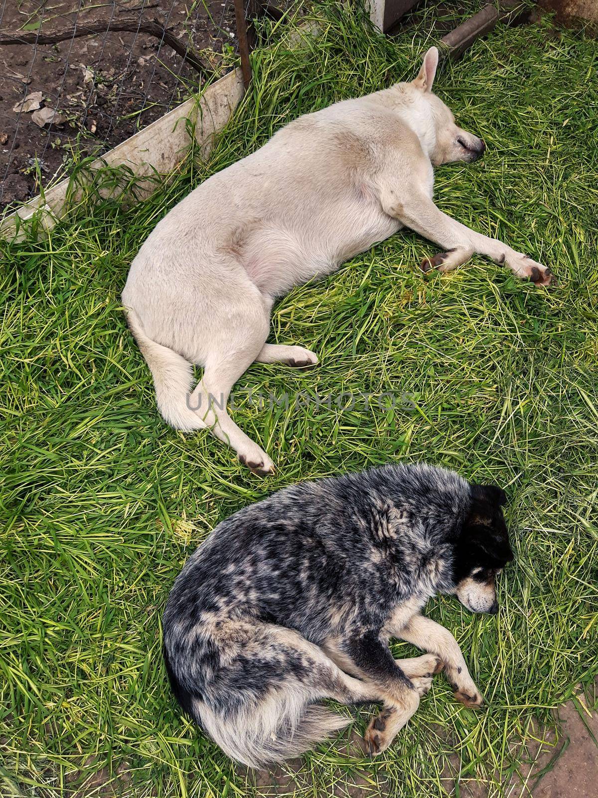 White and gray dogs sleep on mowed green grass.