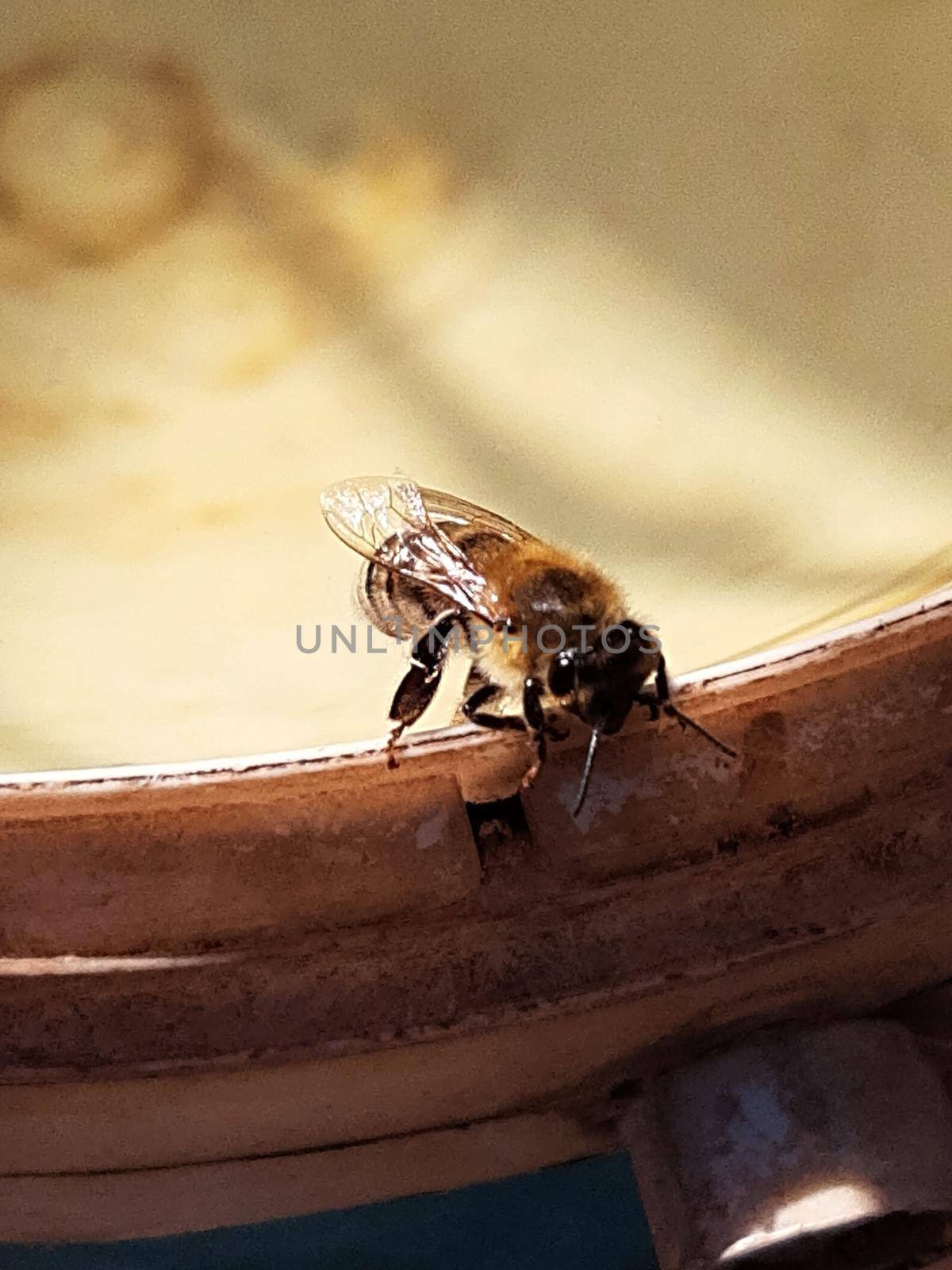 Bee on the edge of a saucer with water close-up.