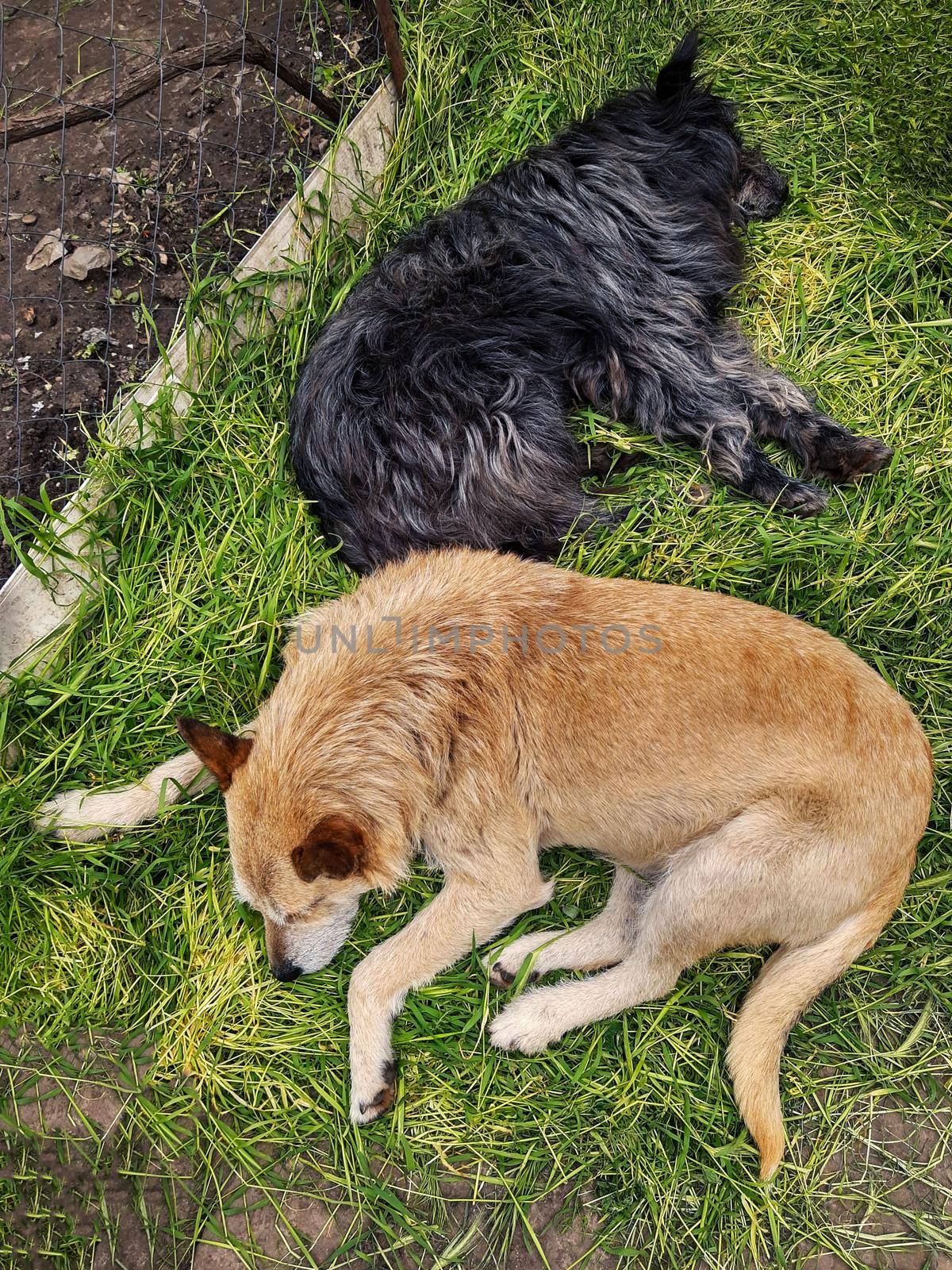 Black and red dogs lie on mowed green grass.