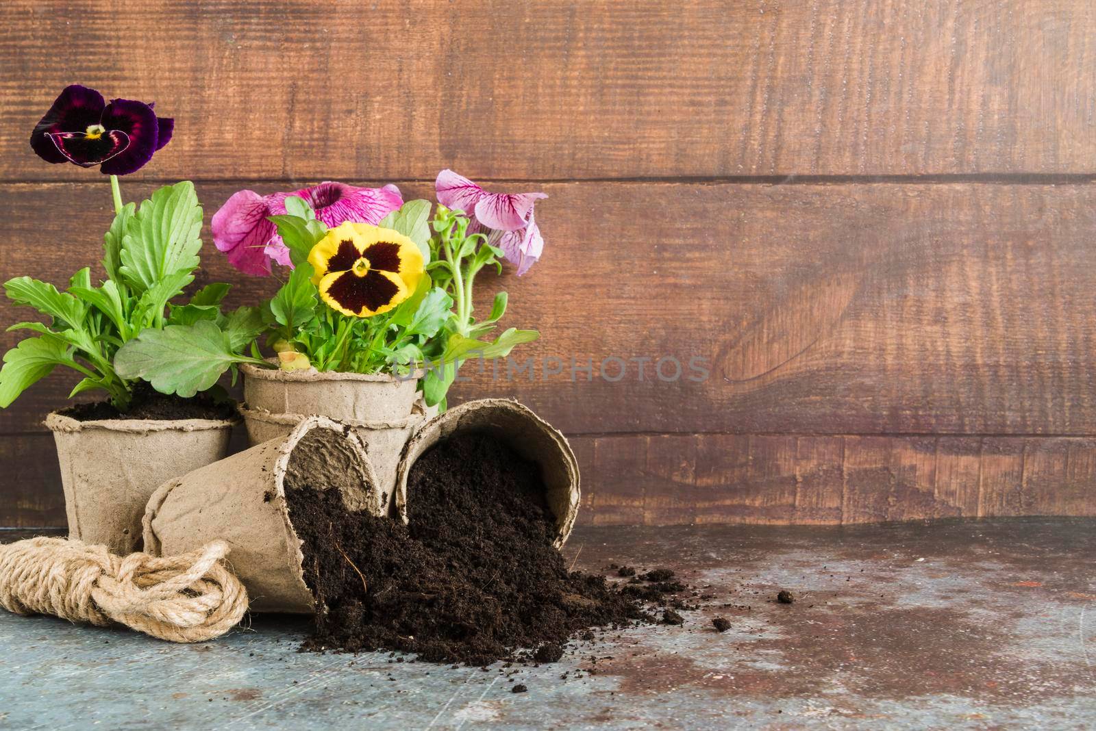 pansy plants planted peat pots against wooden wall concrete desk by Zahard