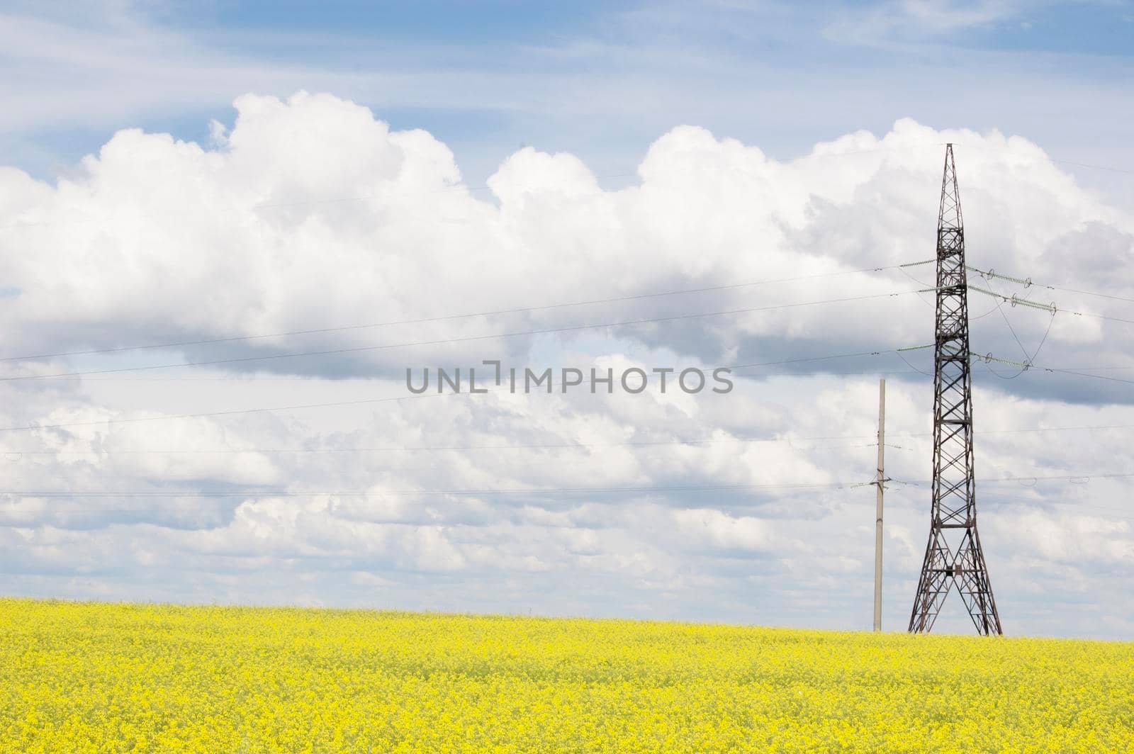 Field of flowering oilseed rape and power line on a background of clouds