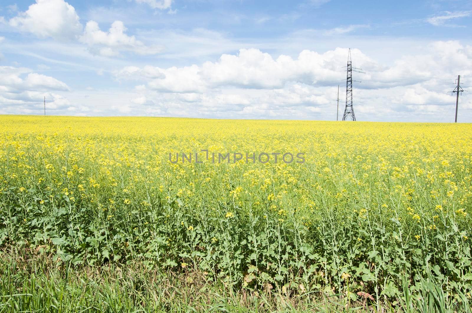 Flowering rapeseed field and power line by zimages