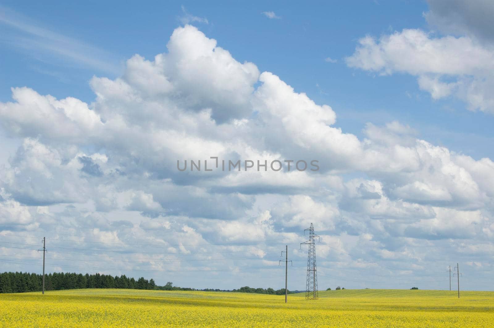 Field of flowering oilseed rape and power line on a background of clouds