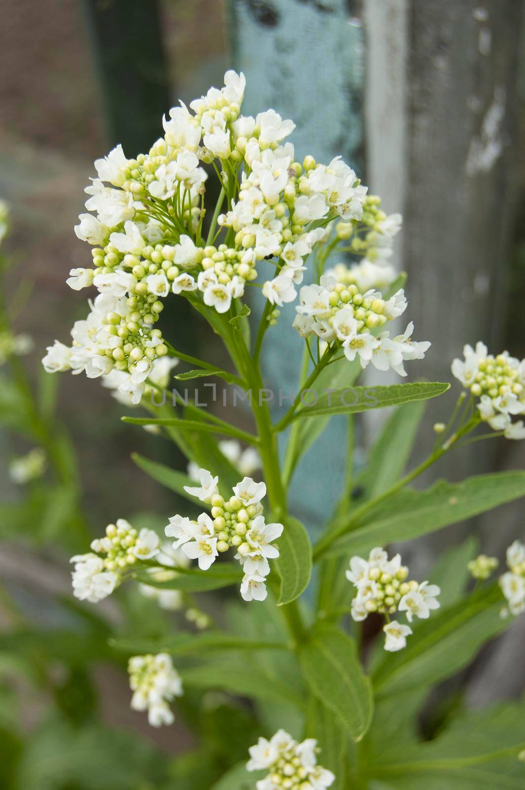 Blooming horseradish. From the series "Flowers in nature"