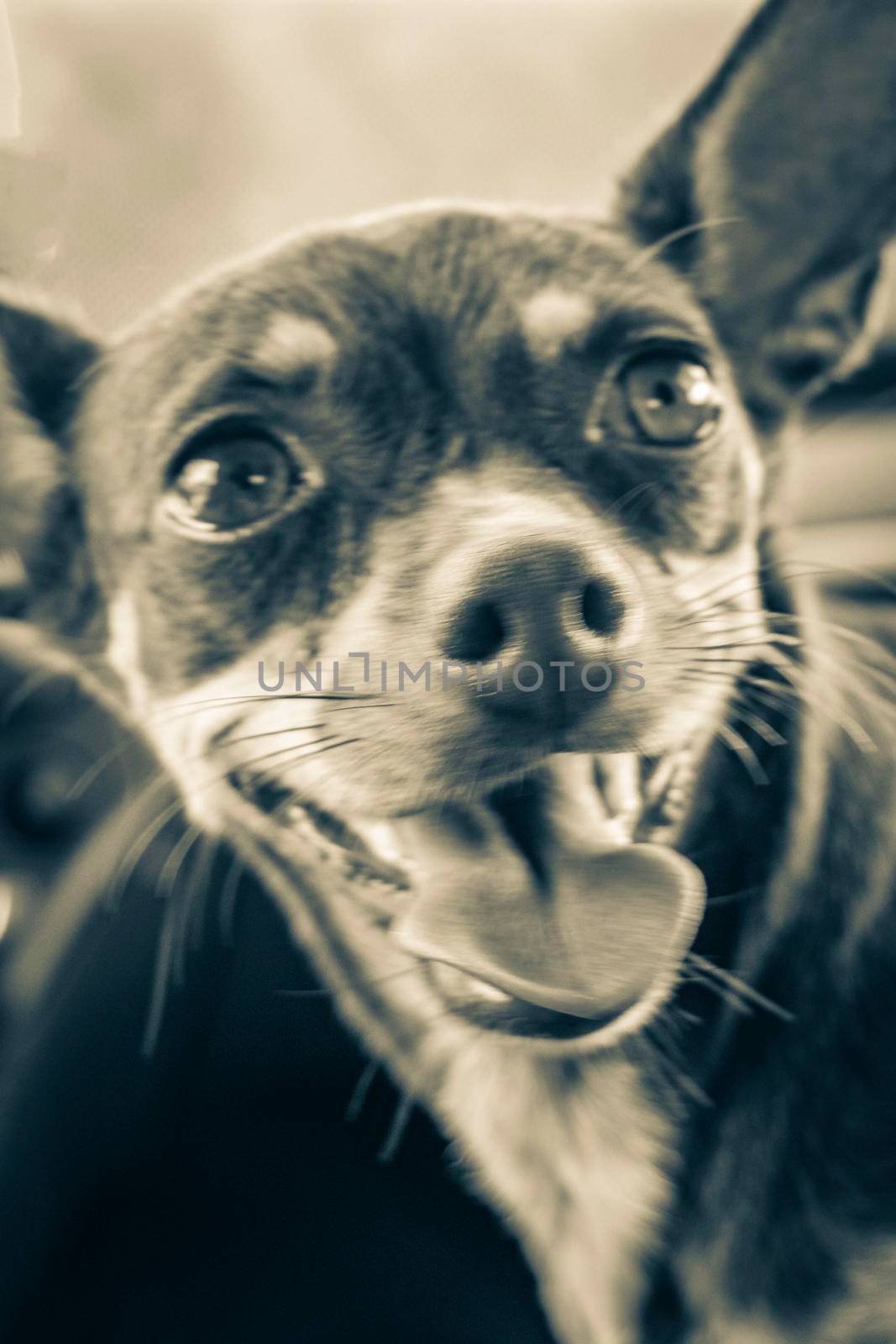 Very happy and cheerful russian toy terrier dog Tulum Mexico. by Arkadij