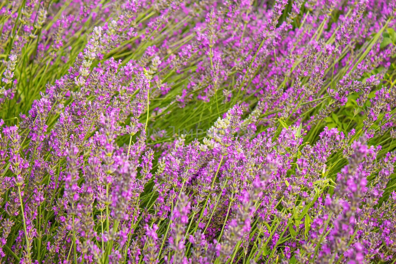 Blooming lavender field. Summer flowers. Selective focus nature