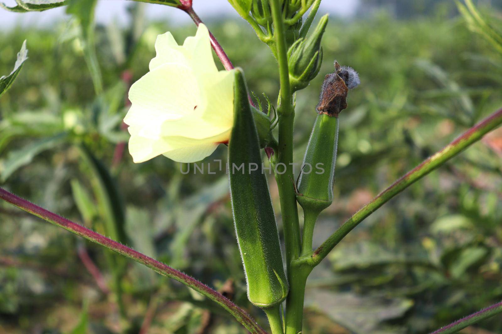 green colored lady finger on tree in firm for harvest