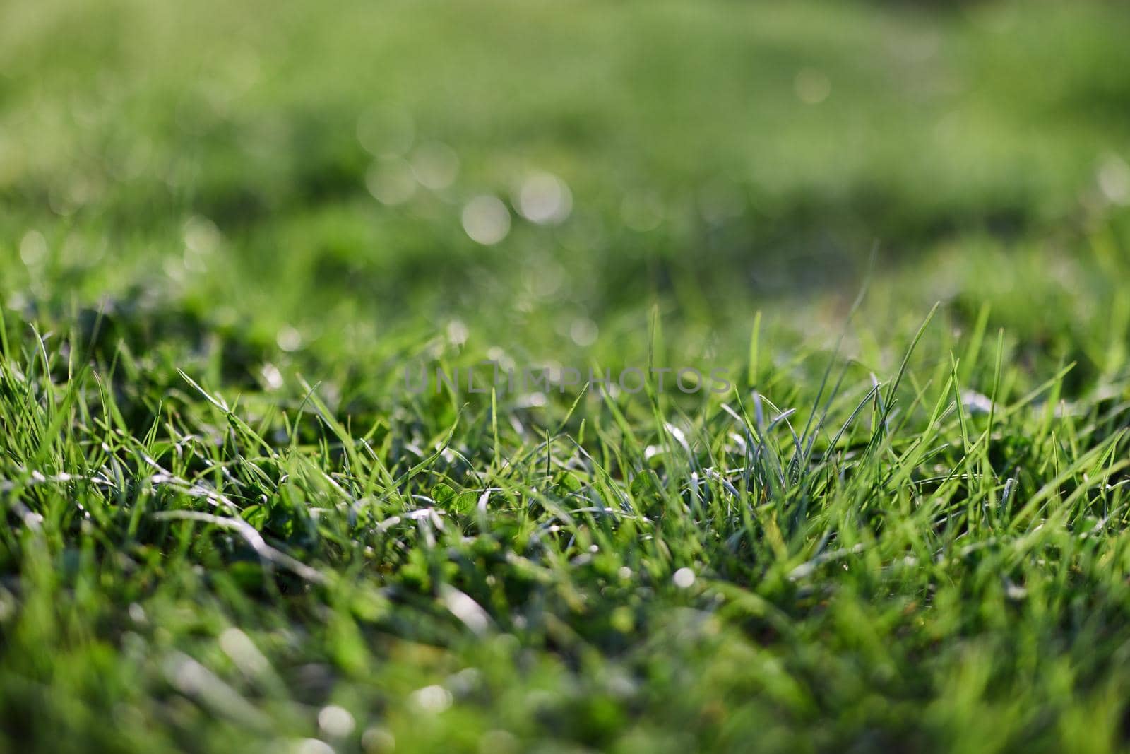 View of young green grass in the park, taken close-up with a beautiful blurring of the background. High quality photo
