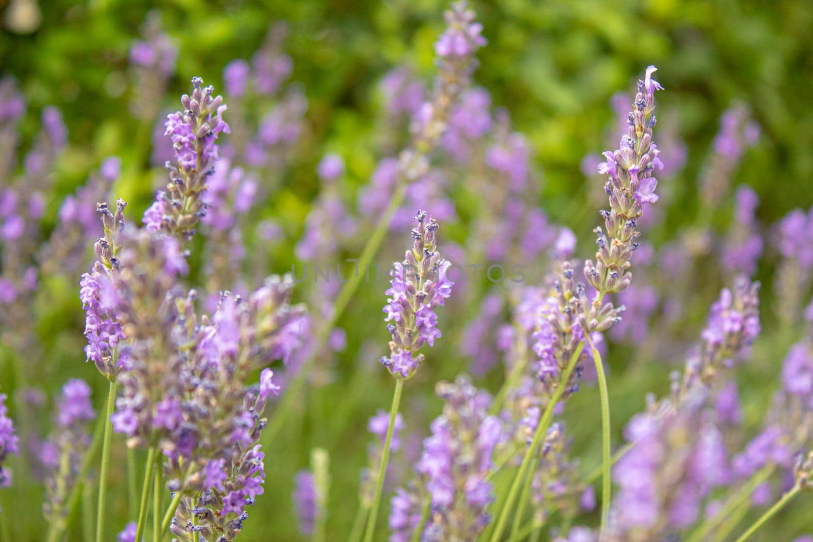 Blooming lavender field. Summer flowers. Selective focus nature