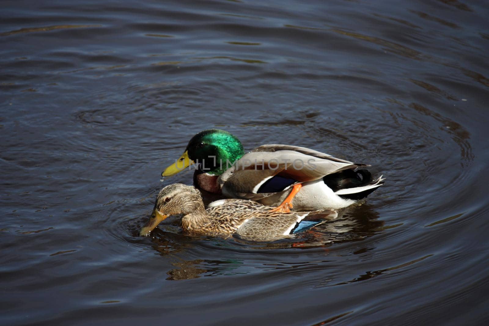 Pair of wild Mallard Ducks swim on the calm, mirror-like water of the lake. Anas platyrhynchos